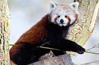 lesser panda