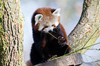 lesser panda