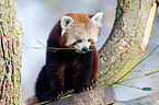 lesser panda