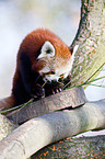lesser panda