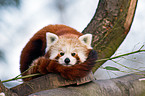 lesser panda