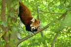 lesser panda