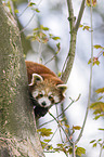 lesser panda