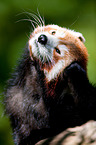 lesser panda