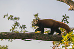 Red Panda on e tree