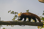 Red Panda on e tree