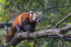 Red Panda on e tree