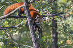 Red Panda on e tree