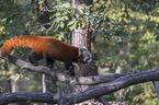 Red Panda on e tree