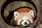 lesser panda