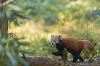 lesser panda