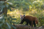 lesser panda