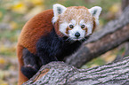 lesser red panda