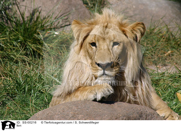 Lwe / lion / SS-00216