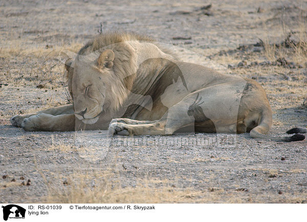 lying lion / RS-01039