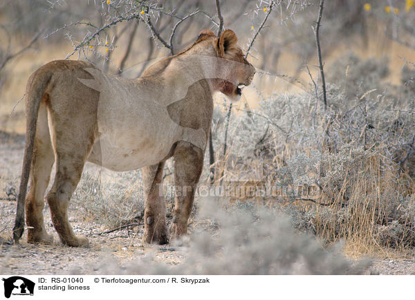 standing lioness / RS-01040