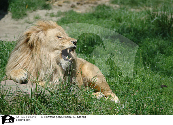 ghnender Lwe / gaping lion / SST-01248