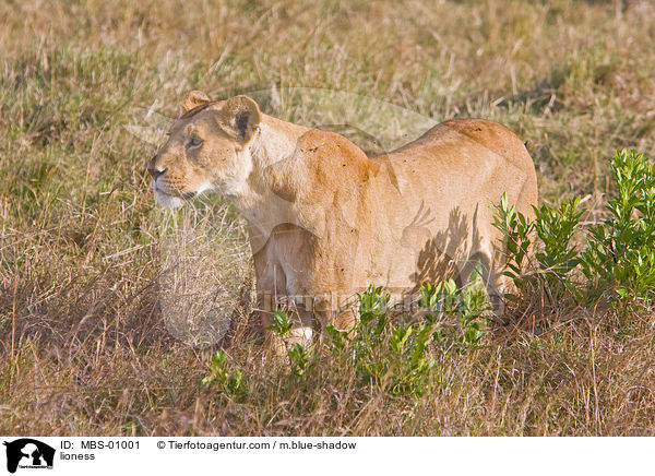Lwin / lioness / MBS-01001