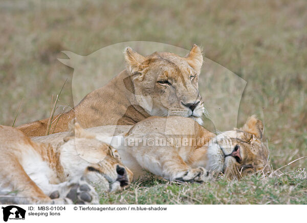 schlafende Lwen / sleeping lions / MBS-01004