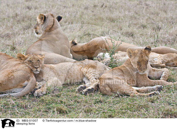 sleeping lions / MBS-01007