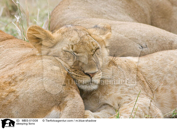 schlafende Lwen / sleeping lions / MBS-01008