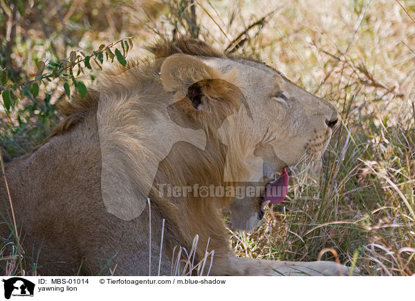 ghnender Lwe / yawning lion / MBS-01014