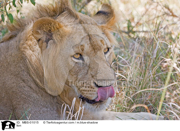 Lwe / lion / MBS-01015
