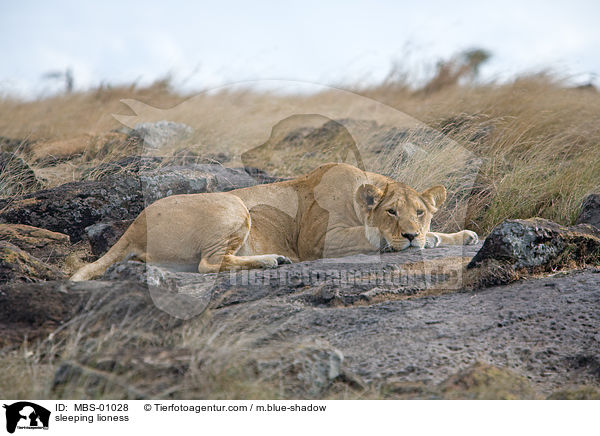 sleeping lioness / MBS-01028