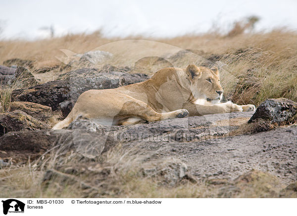 Lwin / lioness / MBS-01030