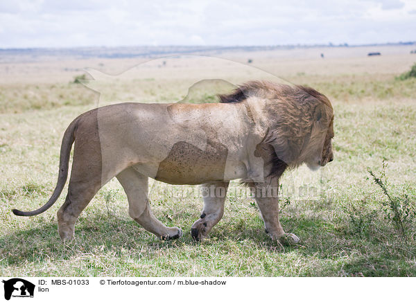 Lwe / lion / MBS-01033