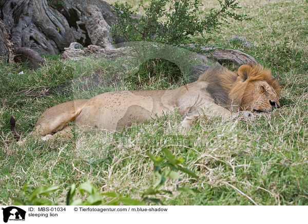 sleeping lion / MBS-01034