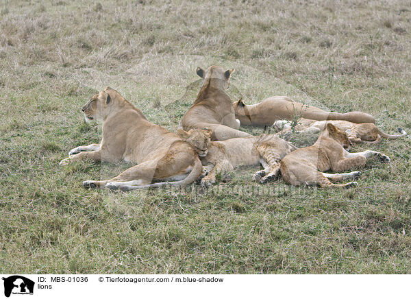 Lwen / lions / MBS-01036