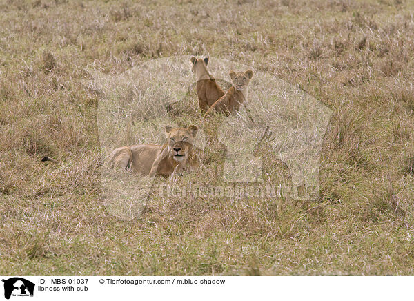 Lwin mit Jungen / lioness with cub / MBS-01037