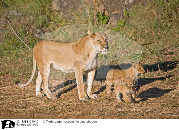 lioness with cub / MBS-01040