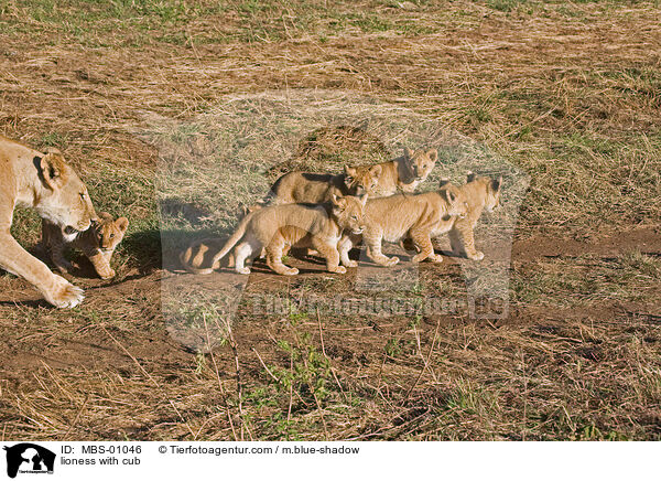 lioness with cub / MBS-01046