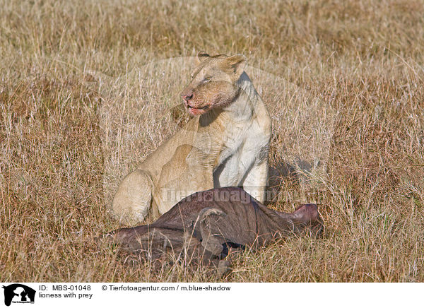 lioness with prey / MBS-01048