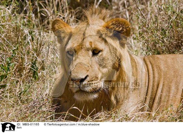 lion / MBS-01165