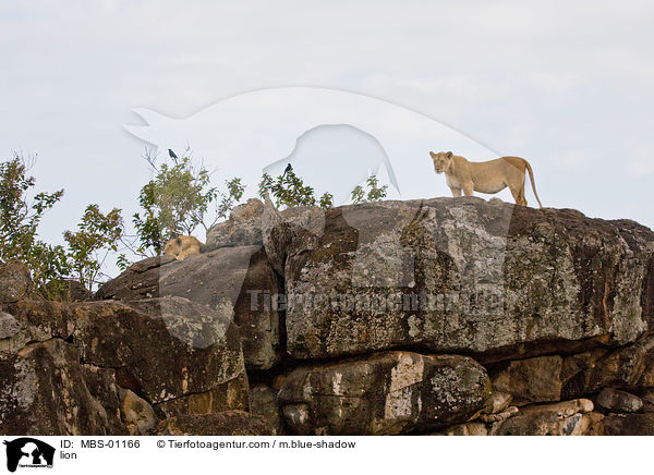 Lwe / lion / MBS-01166