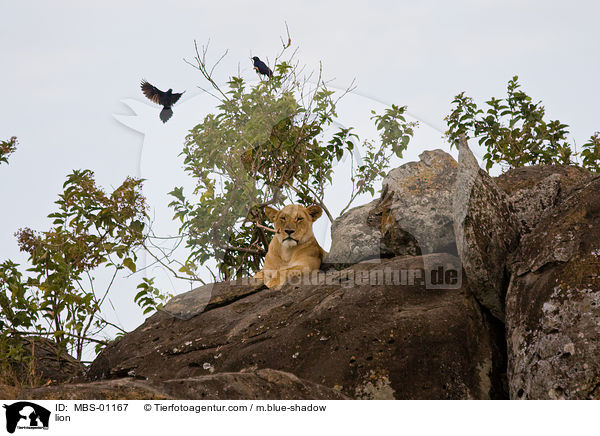 lion / MBS-01167