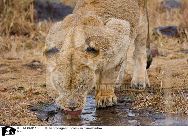 lion / MBS-01168
