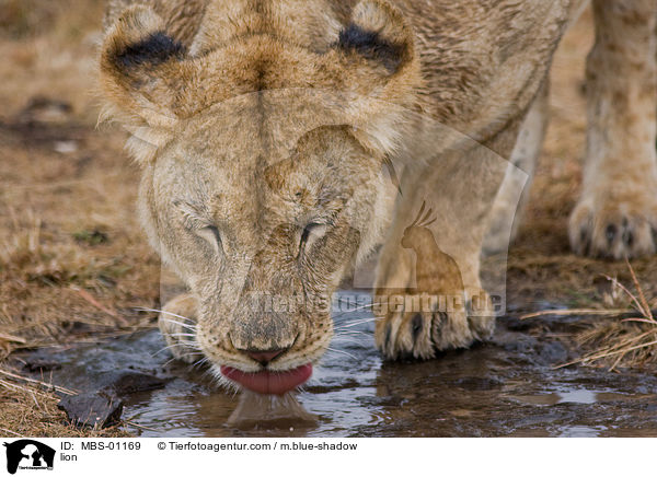 lion / MBS-01169
