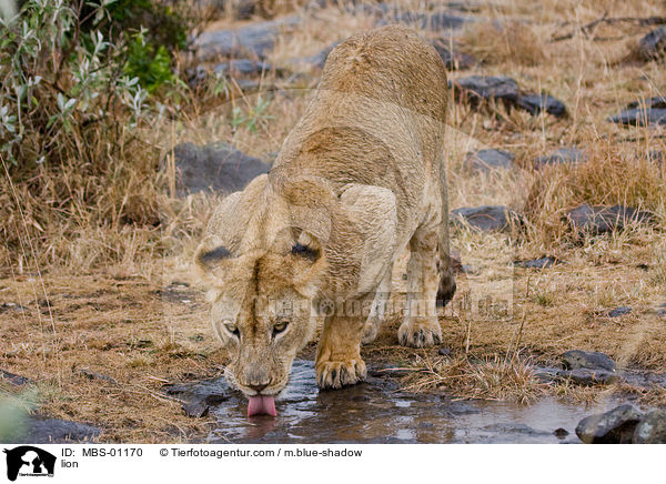 lion / MBS-01170