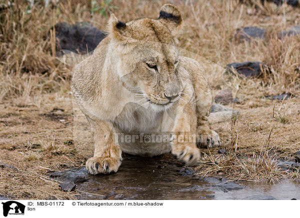 Lwe / lion / MBS-01172