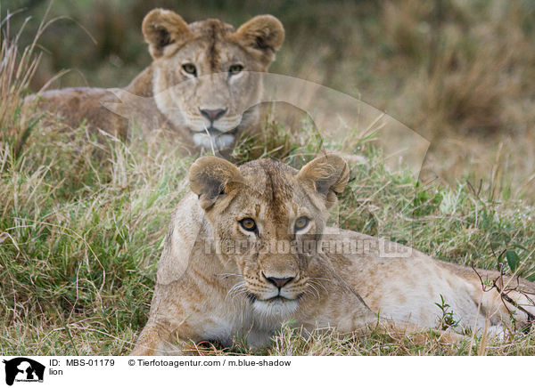 lion / MBS-01179