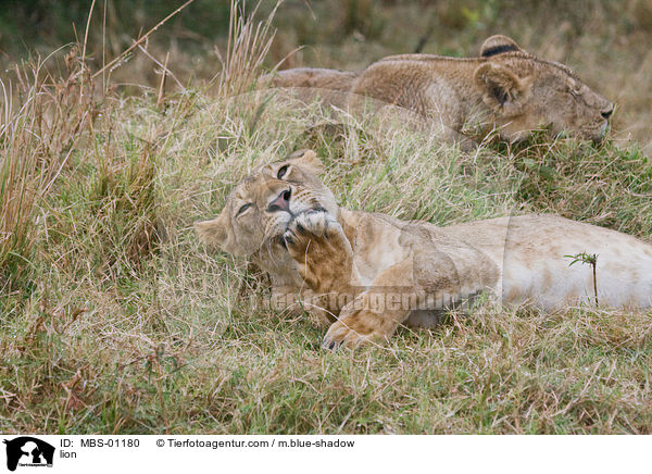 lion / MBS-01180