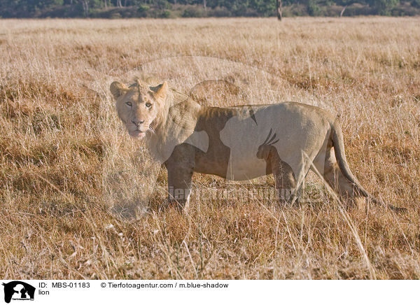 Lwe / lion / MBS-01183