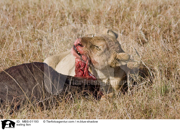 fressender Lwe / eating lion / MBS-01193