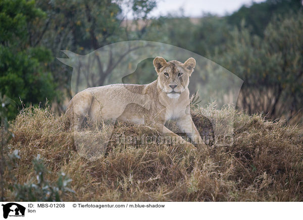 Lwe / lion / MBS-01208