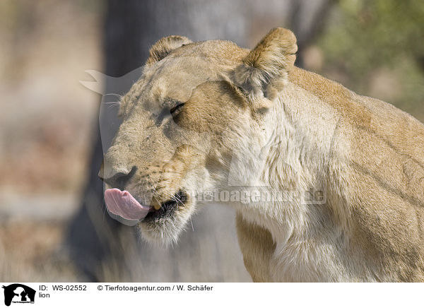 lion / WS-02552