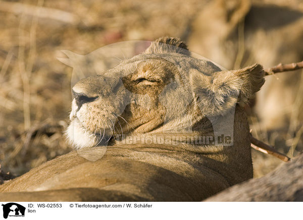 lion / WS-02553